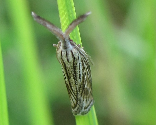 Crambidae? No, Minetia sp - Oecophoridae